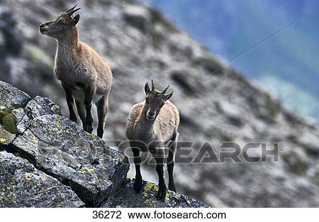 Stock Image - Two Chamois (Rupicapra rupicapra) on mountain . Fotosearch