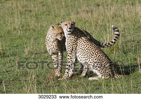 Two cheetahs (Acinonyx jubatus), Kenya, Africa View Large Photo Image Stock Image - Two cheetahs (Acinonyx jubatus), Kenya, Africa . Fotosearch