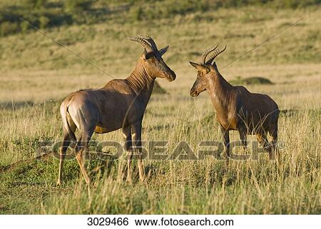 Stock Photograph - Two Common Tsessebes (Damaliscus lunatus), Kenya, Africa . Fotosearch
