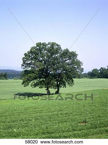 Two deciduous trees in cornfield View Large Photo Image Stock Image - Two deciduous trees in cornfield . Fotosearch