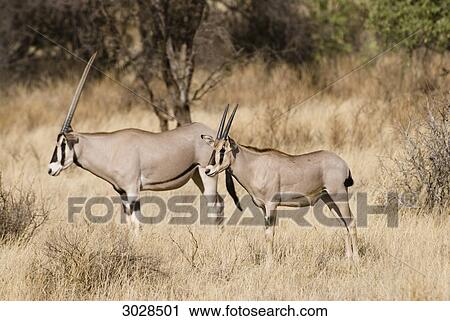 Two East African Oryx (Oryx beisa), Kenya, Africa, side view View Large Photo Image Stock Image - Two East African Oryx (Oryx beisa), Kenya, Africa, side view . Fotosearch