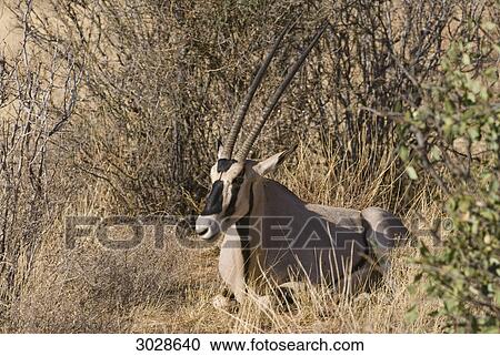 Two East African Oryx (Oryx beisa) lying in dry grass, Kenya, Africa View Large Photo Image Stock Image - Two East African Oryx (Oryx beisa) lying in dry grass, Kenya, Africa . Fotosearch