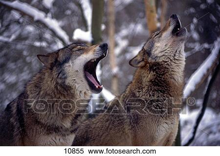 Two Gray wolves (Canis lupus) howling in forest, Merzig, Germany View Large Photo Image Stock Photography - Two Gray wolves (Canis lupus) howling in forest, Merzig, Germany . Fotosearch