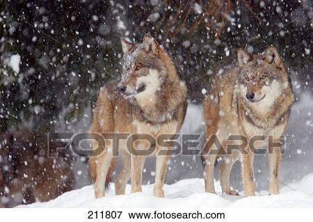 Two Grey wolves (Canis lupus) standing in snow, Merzig, Germany View Large Photo Image Stock Photo - Two Grey wolves (Canis lupus) standing in snow, Merzig, Germany . Fotosearch