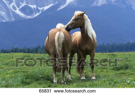 Stock Image - Two Haflinger horses in field . Fotosearch