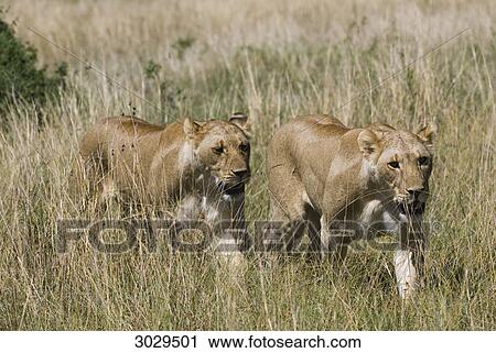 Two Lions (Panthera leo) in tall grass, Kenya, Africa View Large Photo Image Stock Image - Two Lions (Panthera leo) in tall grass, Kenya, Africa . Fotosearch