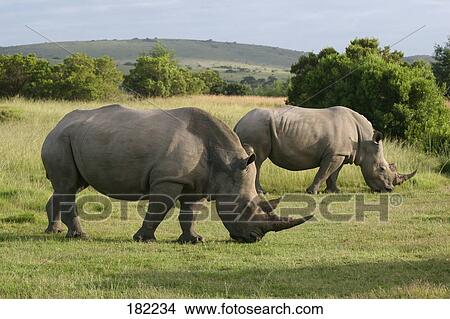 Two rhinoceroses grazing grass in field View Large Photo Image Picture - Two rhinoceroses grazing grass in field . Fotosearch