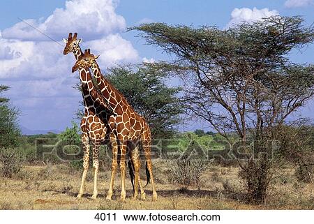 Stock Image - Two Somali Giraffes (Giraffa camelopardalis reticulata) standing in field, Samburu National Reserve, Kenya . Fotosearch