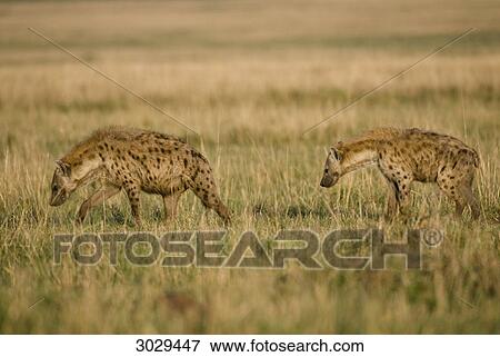 Two Spotted hyenas (Crocuta crocuta), Masai Mara, Kenya, side view View Large Photo Image Stock Photo - Two Spotted hyenas (Crocuta crocuta), Masai Mara, Kenya, side view . Fotosearch