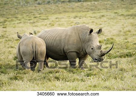 Stock Image - Two white rhinos, Ceratotherium Simum, Kenya . Fotosearch