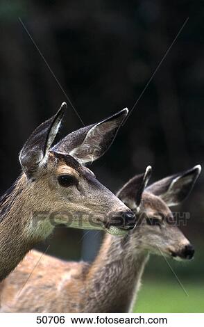 Stock Photograph - Two White-tailed deer (Odocoileus virginianus) in forest, Waterton National Park, Canada . Fotosearch