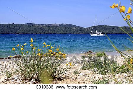View from the beach to the bay with sailing boat, Sebenik, Croatia View Large Photo Image Stock Photograph - View from the beach to the bay with sailing boat, Sebenik, Croatia . Fotosearch