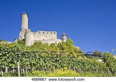 Stock Photo - Vineyard in front of Hornberg Castle, Neckarzimmern, Baden-Wuerttemberg, Germany . Fotosearch