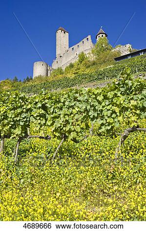 Stock Photograph - Vineyard in front of Hornberg Castle, Neckarzimmern, Baden-Wuerttemberg, Germany . Fotosearch