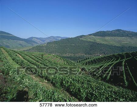 Stock Photo - Vineyard on hilly landscape under blue sky, Douro Valley, Portugal . Fotosearch
