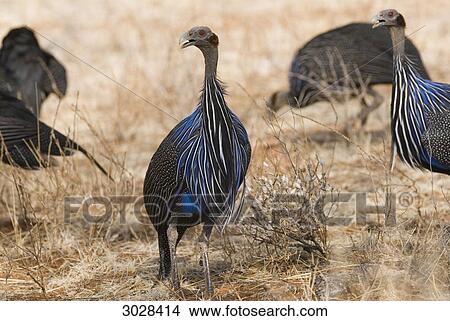 Picture - Vulturine Guineafowls (Acryllium vulturinum), Samburu National Reserve, Kenya . Fotosearch