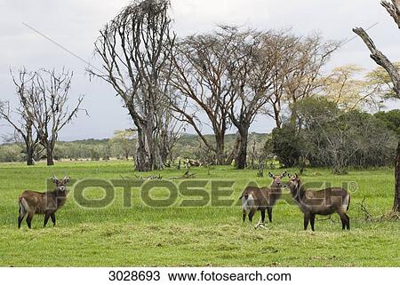 Stock Image - Waterbucks (Kobus ellipsiprymnus), Sweetwaters Private Reserve, Kenya . Fotosearch