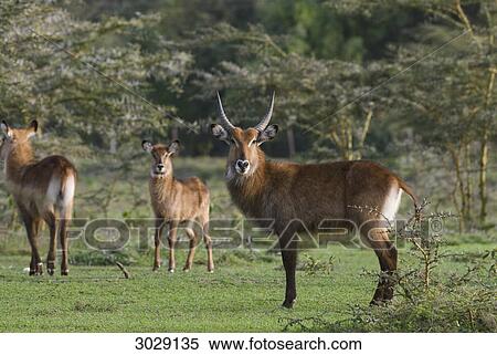 Stock Photography - Waterbucks (Kobus ellipsiprymnus), Masai Mara National Park, Kenya . Fotosearch