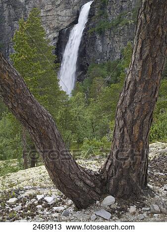 Stock Image - Waterfall in forest, Rondane National Park, Vestfossen, Buskerud, Norway . Fotosearch