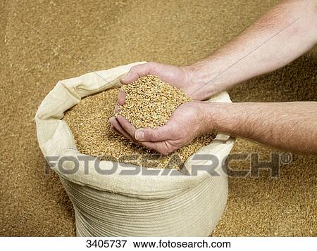 Wheat in a bag View Large Photo Image Stock Photo - Wheat in a bag . Fotosearch