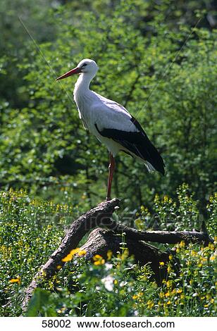 White Stork (Ciconia ciconia) on fallen tree View Large Photo Image Stock Image - White Stork (Ciconia ciconia) on fallen tree . Fotosearch