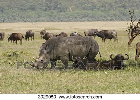 Stock Image - Wide-mouthed rhinoceros (Ceratotherium simum) among a herd of buffalos, Lake Nakuru National Park, Kenya . Fotosearch