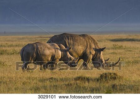 Wide-mouthed rhinoceros (Ceratotherium simum), Kenya, Africa, side view View Large Photo Image Stock Image - Wide-mouthed rhinoceros (Ceratotherium simum), Kenya, Africa, side view . Fotosearch