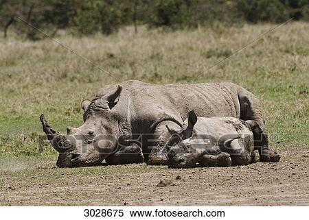 Wide-mouthed rhinoceros (Ceratotherium simum), Kenya, Africa View Large Photo Image Stock Photography - Wide-mouthed rhinoceros (Ceratotherium simum), Kenya, Africa . Fotosearch