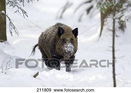 Wild Boar (Sus scrofa) standing in snow View Large Photo Image Stock Photo - Wild Boar (Sus scrofa) standing in snow . Fotosearch