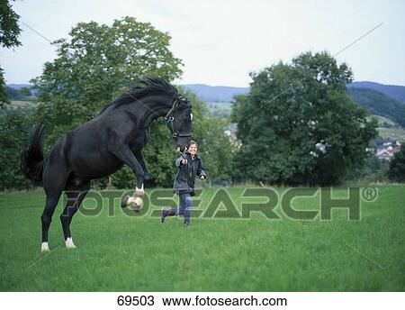 Stock Image - Woman running with Hessian horse in field, Germany . Fotosearch