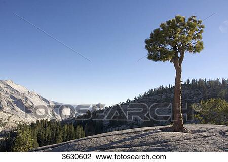 Stock Image - Yosemite National Park, California, USA . Fotosearch