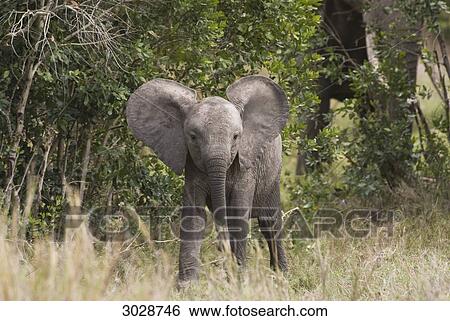 Stock Photograph - Young african bush elephant (Loxodonta africana), Kenya, Africa, front view . Fotosearch
