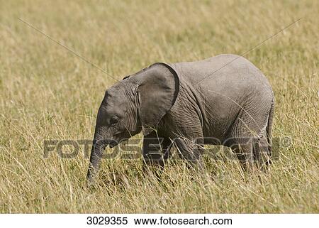 Young african bush elephant (Loxodonta africana), Kenya, Africa, side view View Large Photo Image Stock Photography - Young african bush elephant (Loxodonta africana), Kenya, Africa, side view . Fotosearch