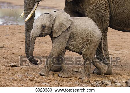 Stock Image - Young african elephant (Loxodonta africana) with mother, Aberdare National Park, Kenya, side view . Fotosearch