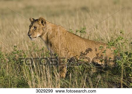 Young lion (Panthera leo) Kenya, Africa, side view View Large Photo Image Stock Photo - Young lion (Panthera leo) Kenya, Africa, side view . Fotosearch