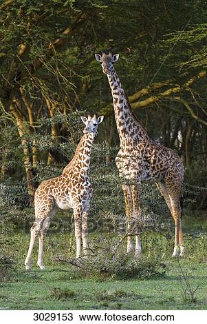 Stock Image - Young masai giraffe (Giraffa camelopardalis tippelskirchi) with its mother, Kenya, Africa . Fotosearch