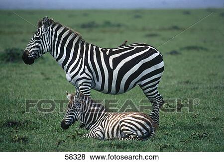 Zebra with its foal in field View Large Photo Image Stock Photo - Zebra with its foal in field . Fotosearch