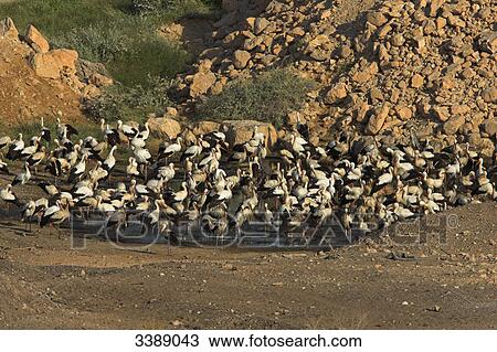 A flock of White Storks (Ciconia ciconia) at a waterhole, elevated view View Large Photo Image Stock Image - A flock of White Storks (Ciconia ciconia) at a waterhole, elevated view . Fotosearch