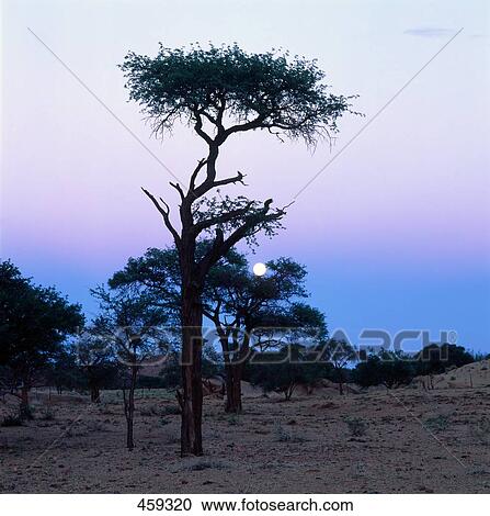 Acacia erioloba tree in field, South Africa View Large Photo Image Stock Image - Acacia erioloba tree in field, South Africa . Fotosearch