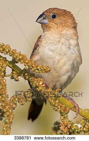 Stock Image - African Silverbill (Lonchura cantans) sitting on a twig . Fotosearch