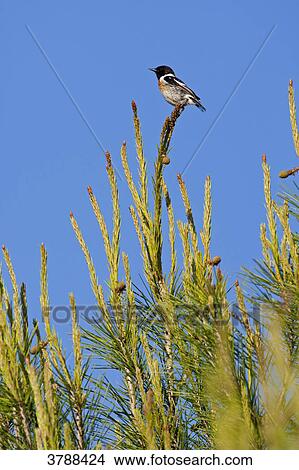 African Stonechat (Saxicola torquata) perching on branch View Large Photo Image Picture - African Stonechat (Saxicola torquata) perching on branch . Fotosearch