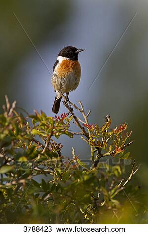African Stonechat (Saxicola torquata) perching on branch View Large Photo Image Stock Image - African Stonechat (Saxicola torquata) perching on branch . Fotosearch