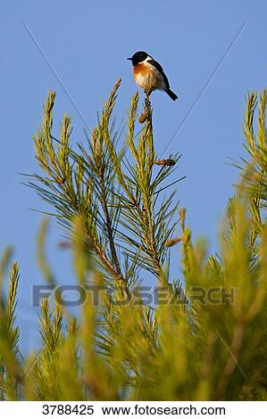 African Stonechat (Saxicola torquata) perching on branch View Large Photo Image Stock Photography - African Stonechat (Saxicola torquata) perching on branch . Fotosearch