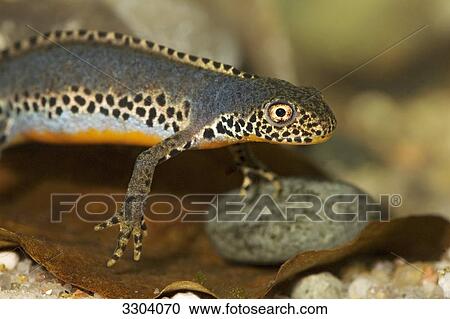 Stock Image - Alpine Newt, Triturus alpestris, Geesthacht, Schleswig-Holstein, Germany . Fotosearch