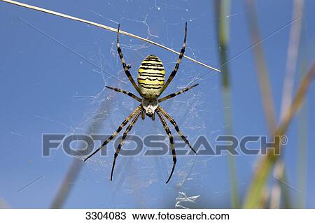 Argiope bruennichii, Geesthacht, Schleswig-Holstein, Germany View Large Photo Image Stock Image - Argiope bruennichii, Geesthacht, Schleswig-Holstein, Germany . Fotosearch