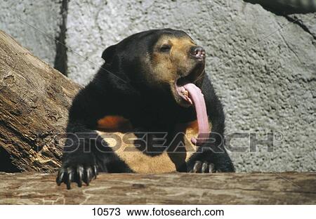 Asiatic black bear (Ursus thibetanus) sticking it's tongue out View Large Photo Image Stock Image - Asiatic black bear (Ursus thibetanus) sticking it's tongue out . Fotosearch