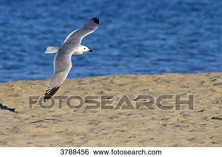 Stock Photograph - Audouin's Gull (Larus audouinii) flying over beach . Fotosearch