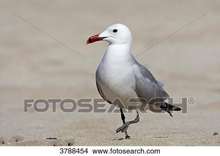 Picture - Audouin's Gull (Larus audouinii) walking on beach . Fotosearch