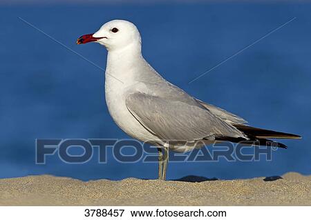 Audouin's Gull (Larus audouinii) standing on beach View Large Photo Image Stock Photo - Audouin's Gull (Larus audouinii) standing on beach . Fotosearch