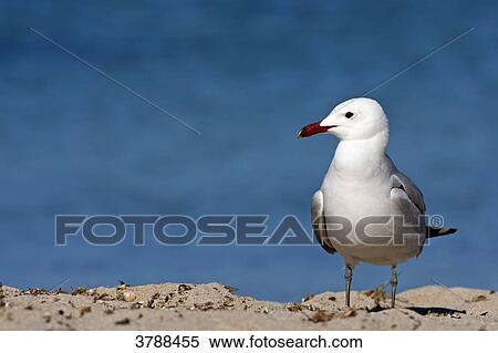 Stock Photography - Audouin's Gull (Larus audouinii) standing on beach . Fotosearch